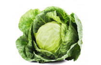 Cabbage