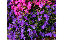 Lobelia