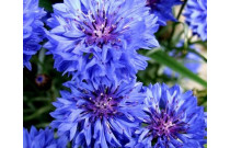 Cornflowers