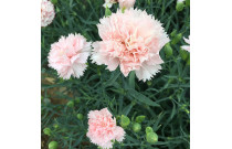 Carnations