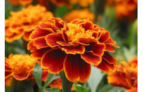 Marigold