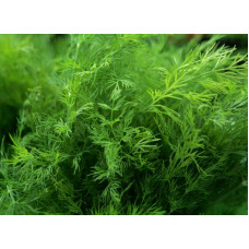 Dill bush Greensleeves 20 g