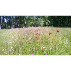 Airy meadow (flower meadow)