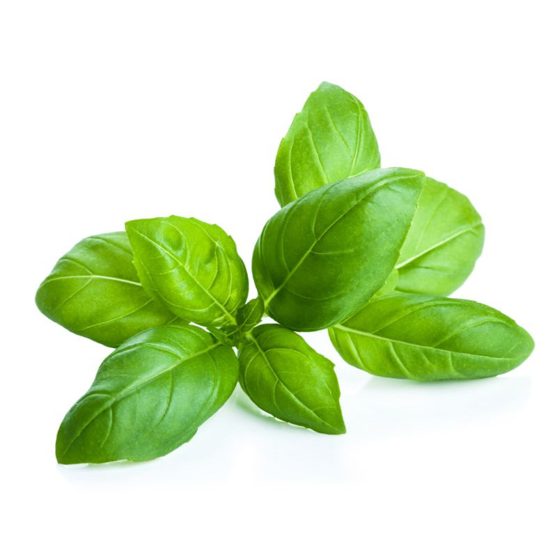 Herb basil green