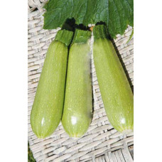 Zucchini Aziad F1