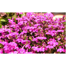 Lobelia Cascade Red Cascade