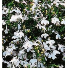 Lobelia Cascade White Cascade