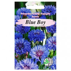 Rudzupuķes zilās Blue Boy