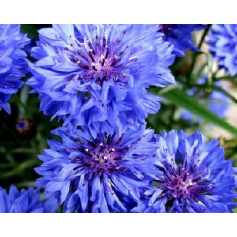 Blue cornflower 200gr