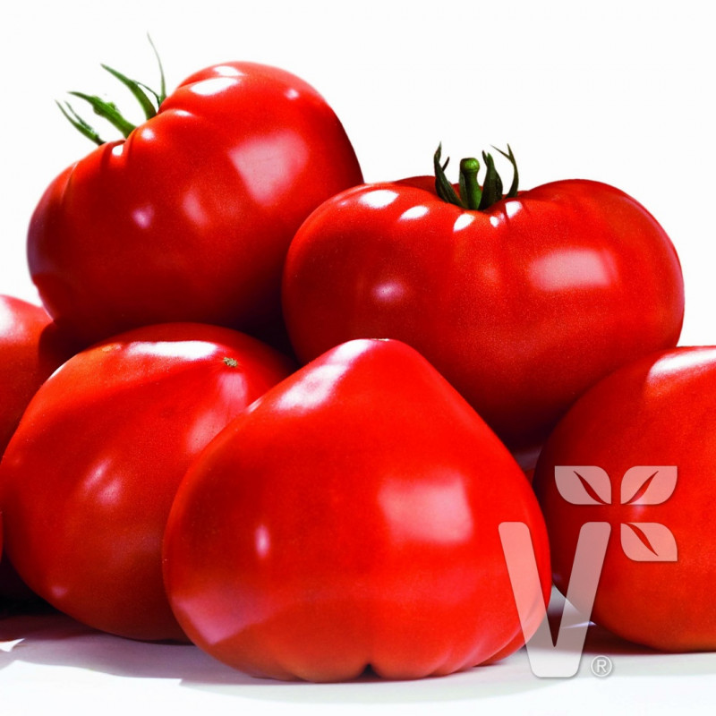 Tomatoes Gourmandia F1 (heart of a bull)