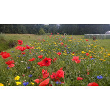 Annual flower meadow One summer