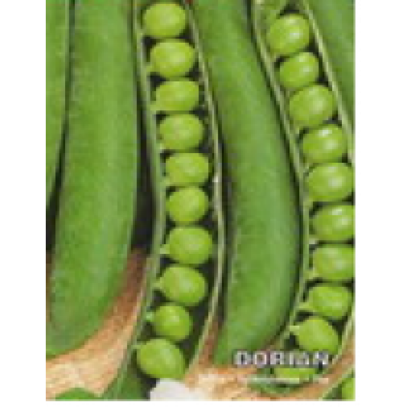 Peas Dorian F1 100 grams