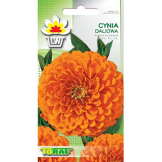 Zinnia dahlia orange 1g