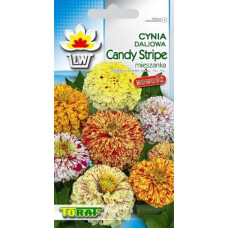 Zinnia dahlia Candy Stripe 1g