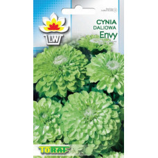 Zinnia dahlia Envy Green1g