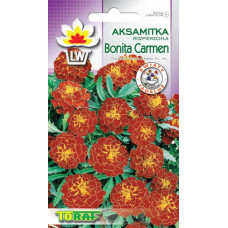 Zemas izplestās samtenes Bonita Carmen   