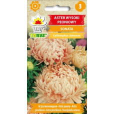 Asteres peoniju Janina 1g