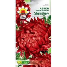 Asteres peoniju Stanislaw 1g