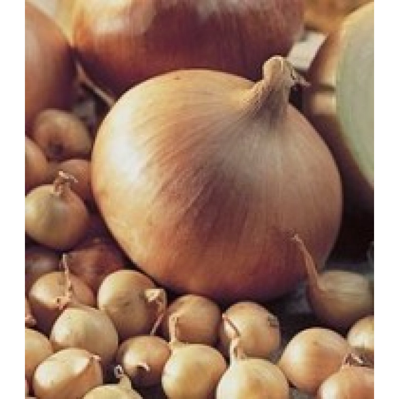 Small onions Stuttgarter Riesen 14/21 1.00 kg