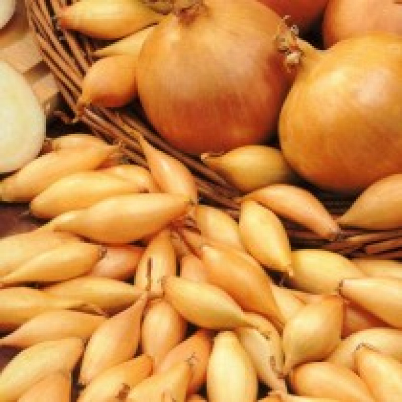 Small onions Sturon 14/21 1.00 kg