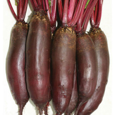 Beets RODINA F1 (cylindrical) ≈500 seeds