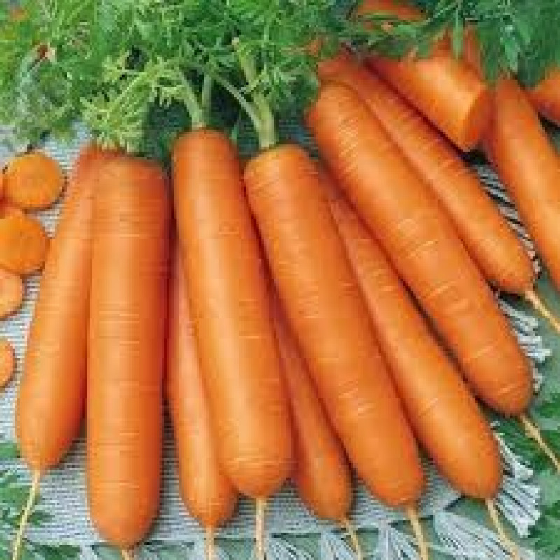 Carrots Bolero F1 ≈500 seeds