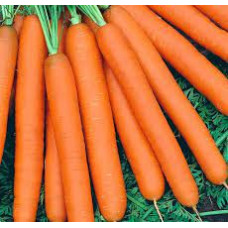 Carrots Maestro F1 granulated ≈500 seeds