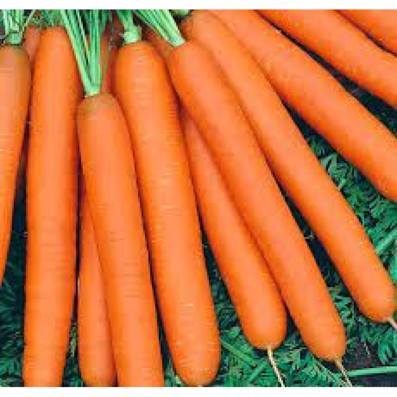 Морковь Маэстро F1 гранулированная ≈500 семян