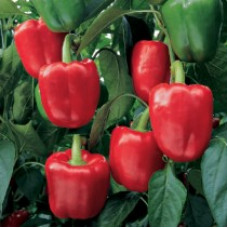 Paprika Banckers F1 10 seeds