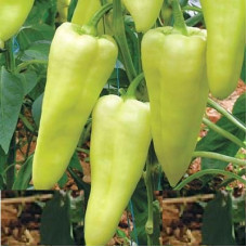 Paprika Elmas F1 New! 5 seeds