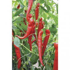 Pepper sharp YANKA F1 3 seeds