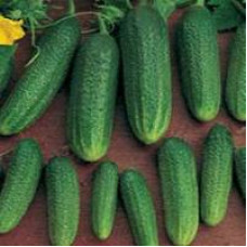 Cucumbers Adam F1 15 seeds