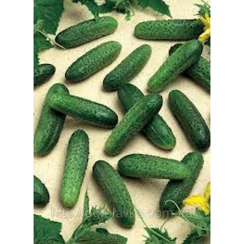 Cucumbers Mirabelle F1 10 seeds