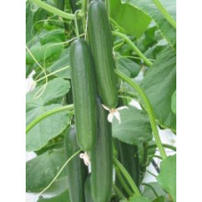 Cucumbers greenhouse long Nikifor F1 New! 3 seeds