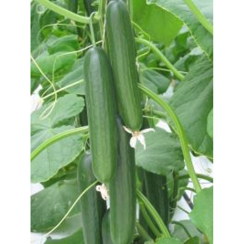 Cucumbers greenhouse long Nikifor F1 New! 3 seeds