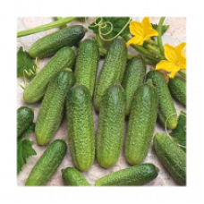 Cucumber Profi F1 10 seeds