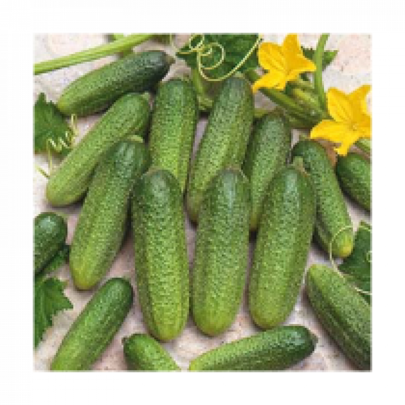 Cucumber Profi F1 10 seeds