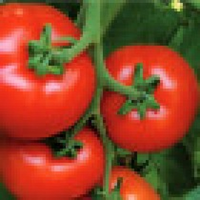 Tomatoes Alamina F1 5 seeds