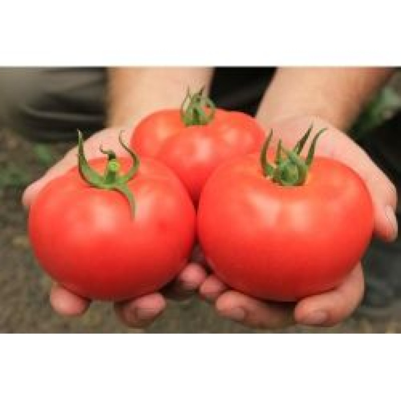 Tomatoes Bellfort F1 10 seeds