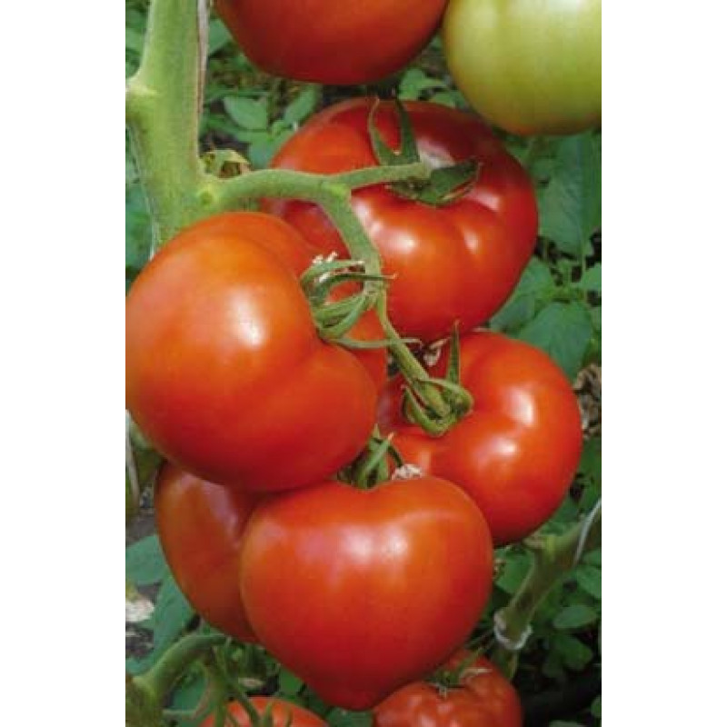 Tomatoes Berberana F1 5 seeds