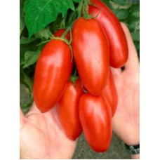 Tomatoes Lancelot F1 5 seeds