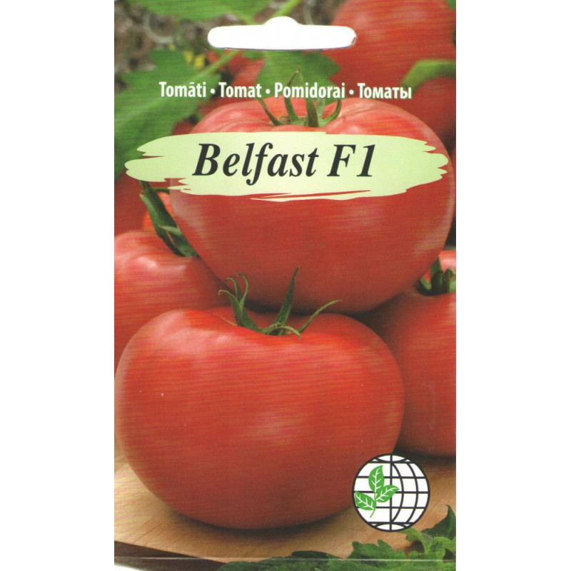 Tomatoes Belfast F1 7s AMC