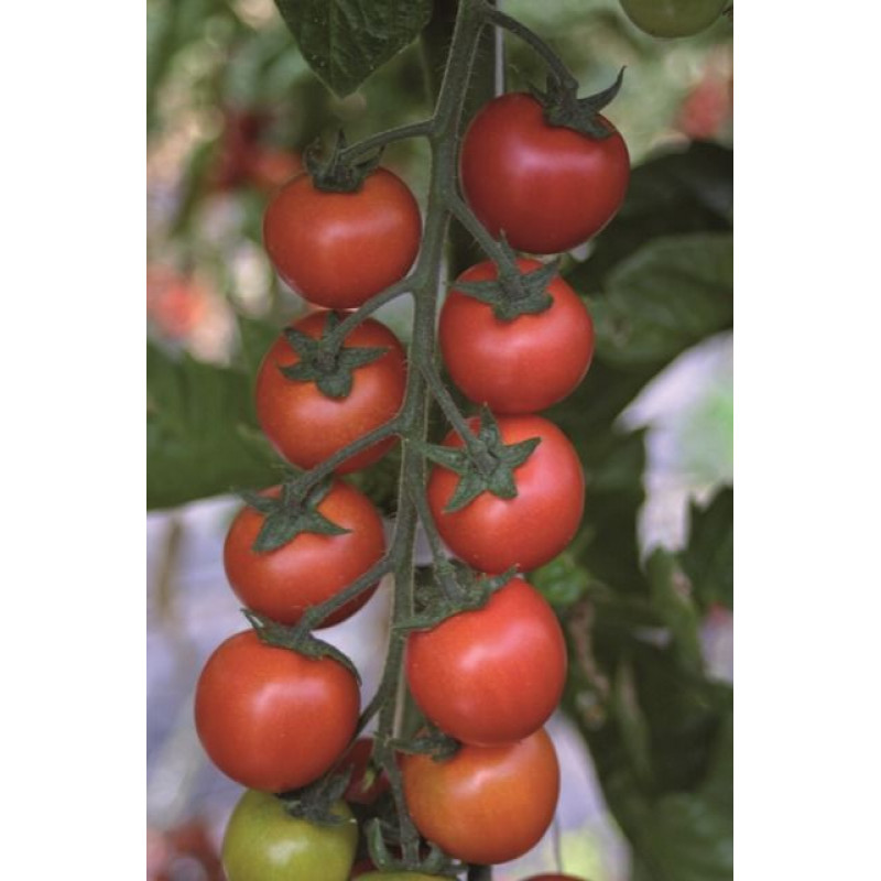 Tomatoes Sakura F1 / Nectar F1 cherry tomatoes