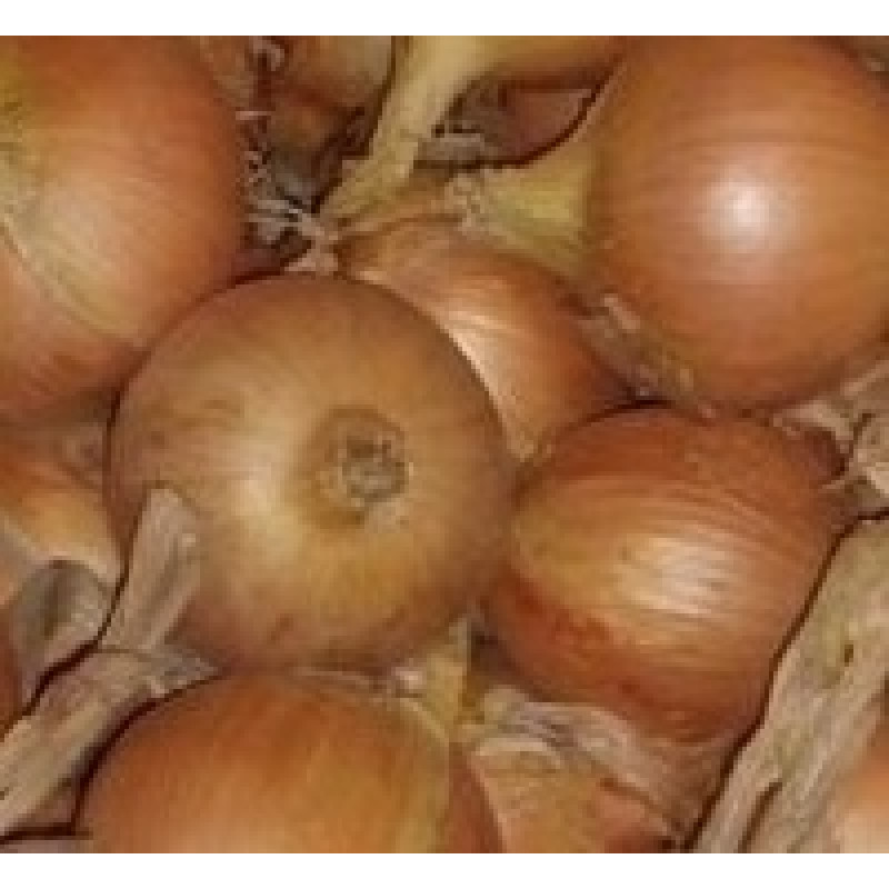 Onions Cupido 14/21mm 1kg