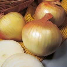 Ziemas sīpoli Senshy Yellow 1 kg